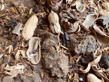 High angle view of a dry leaves on a field