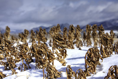 Snow on field against sky during winter