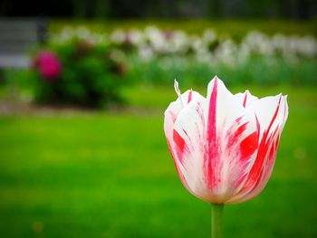 Close-up of pink lily in pond