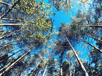 Low angle view of trees against blue sky