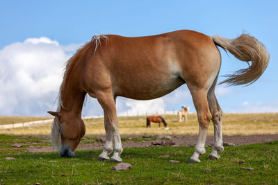 Horse grazing in field against blue sky