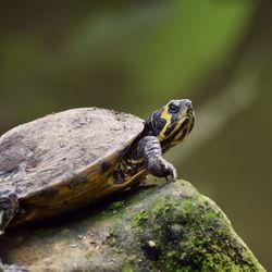 Close up of turtle on rock