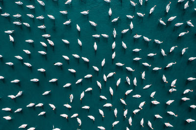 Aerial view of flock of swans