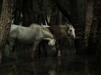 Couple of wild horses on the river of a lake