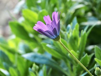 Close-up of purple crocus flower