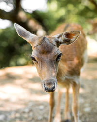 Close-up portrait of deer