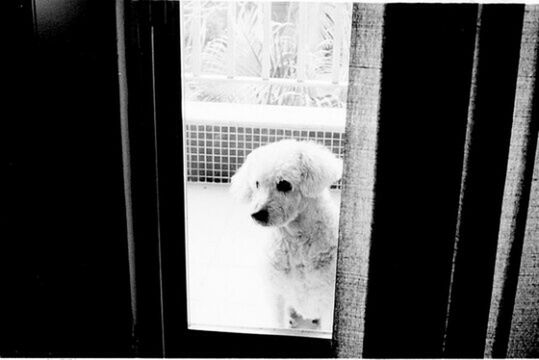 animal themes, one animal, indoors, window, bird, wildlife, close-up, animals in the wild, animals in captivity, domestic animals, animal head, mammal, glass - material, no people, day, door, cage, transparent, looking, zoology