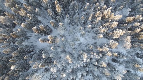 Full frame shot of pine forest in winter