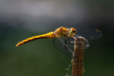 Close-up of dragonfly on twig