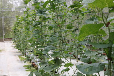 Plants growing in greenhouse