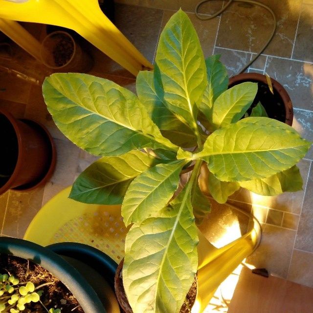 leaf, yellow, plant, indoors, growth, green color, sunlight, close-up, potted plant, no people, high angle view, nature, day, leaves, still life, table, green, front or back yard, transportation