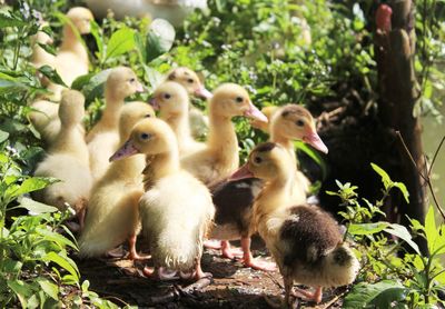 Close-up of ducks on plants