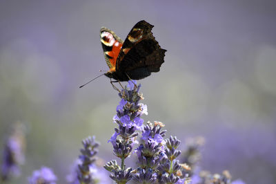 Close-up of butterfly pollinating on purple flower