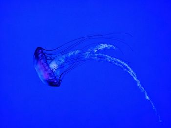 Close-up of jellyfish swimming in sea
