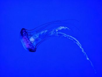 Close-up of jellyfish swimming in aquarium