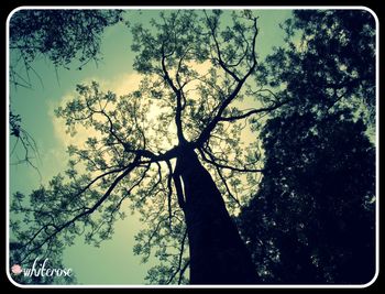 Low angle view of silhouette tree against sky