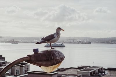 Seagull perching on a sea