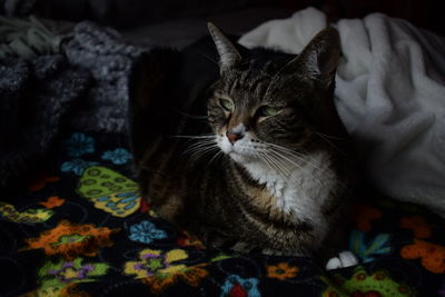 Close-up of a cat looking away