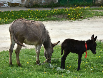 Horses standing in a field