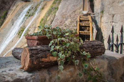 Plants growing on rocks