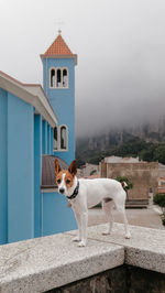 Dog standing against the sky