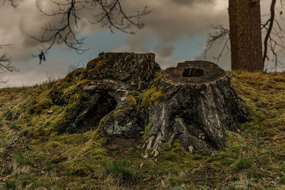 Panoramic shot of trees on field against sky