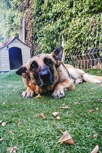 Dog lying on grass