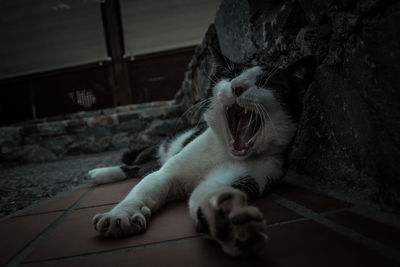 Close-up of cat yawning