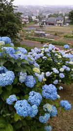 High angle view of blue hydrangea flowers in park