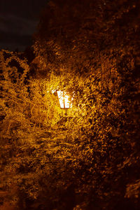 Illuminated trees on field at night
