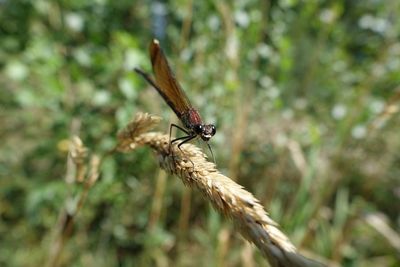 Close-up of insect on plant