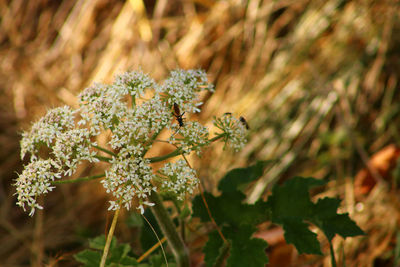 Close-up of flowering plant on land