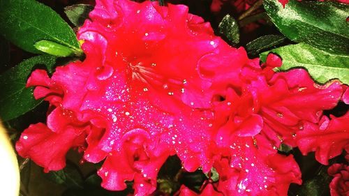 Close-up of water drops on pink flowers