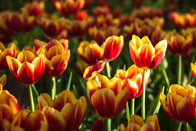 Close-up of yellow tulips on field