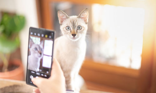 The female hand owner takes a photo with her white cat with a smartphone in the living room.