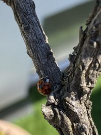 Nature ladybird