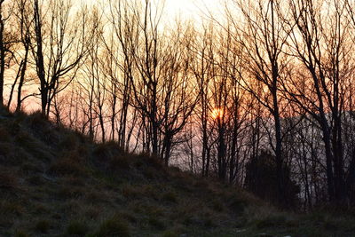 Bare trees in forest