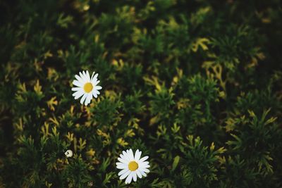 Close-up of white daisy blooming in field