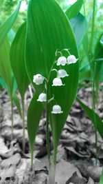 Close-up of flowers growing in field