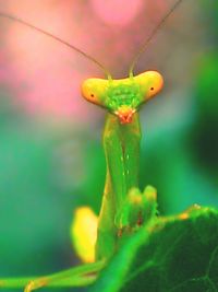 Close-up of insect on plant