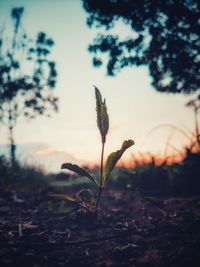 Close-up of plant on field against sky at sunset