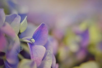 Close-up of flower blooming outdoors