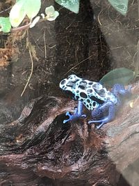 High angle view of snake on tree trunk