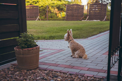 View of a cat on potted plants