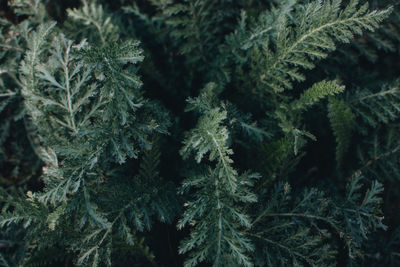 Mood trendy dark green fern yarrow leaves background. yarrow, woundwort, milfoil, staunchweed