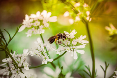 Close-up of bee pollinating on flower