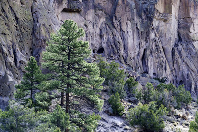 Scenic view of pine trees