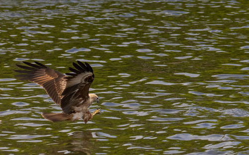 Bird flying over lake