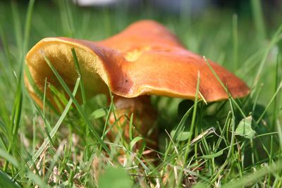 Close-up of fly agaric mushroom