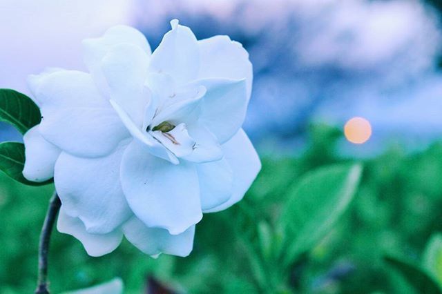 flower, petal, fragility, freshness, flower head, growth, beauty in nature, close-up, white color, nature, focus on foreground, blooming, single flower, plant, in bloom, stamen, pollen, stem, selective focus, blossom